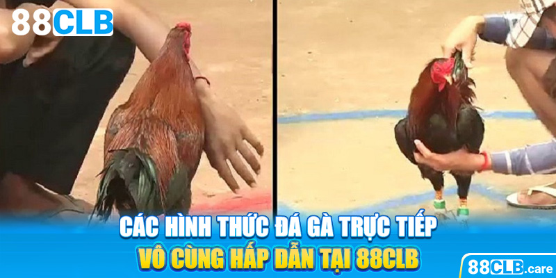 Các hình thức đá gà trực tiếp vô cùng hấp dẫn tại 88CLB