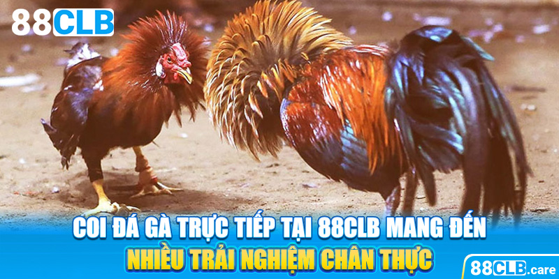 Coi đá gà trực tiếp tại 88CLB mang đến nhiều trải nghiệm chân thực