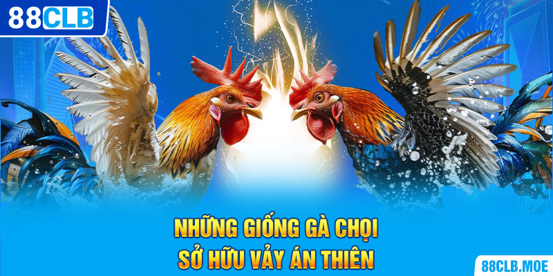 Những giống gà chọi sở hữu vảy Án Thiên