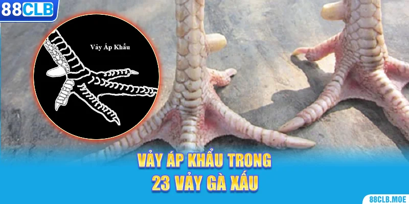 Vảy áp khẩu trong 23 vảy gà xấu