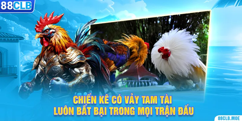 Chiến kê có vảy tam tài luôn bất bại trong mọi trận đấu