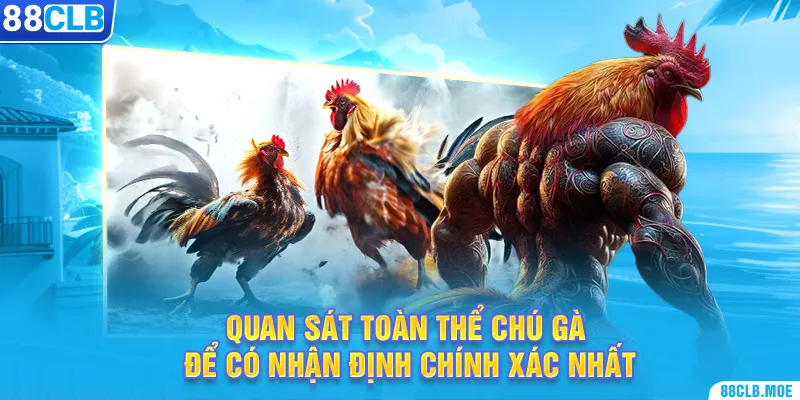 Quan sát toàn thể chú gà để có nhận định chính xác nhất